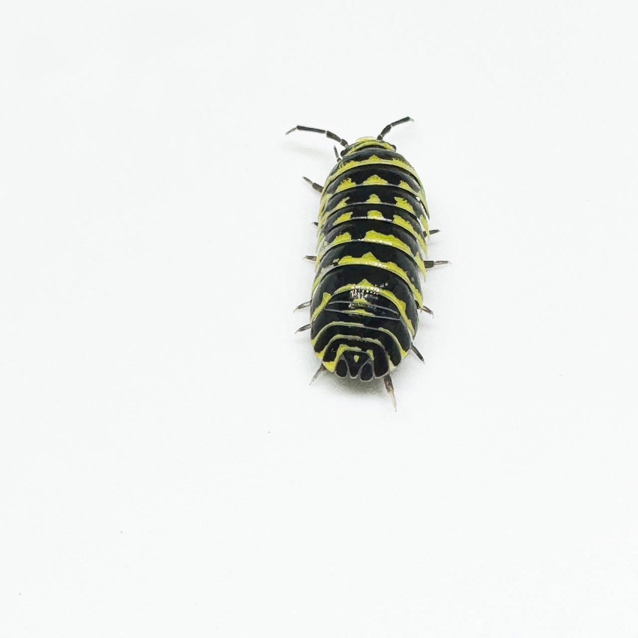 Armadillidium Maculatum "Yellow Zebra"