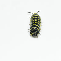 Thumbnail for Armadillidium Maculatum 