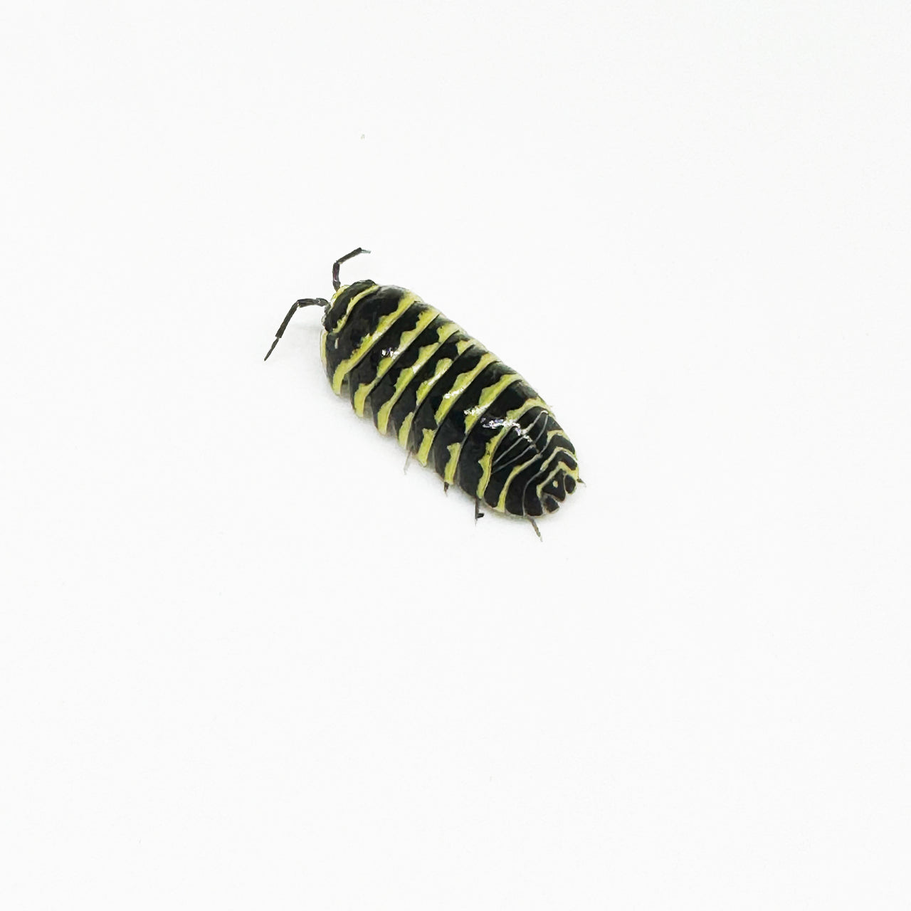 Armadillidium Maculatum "Yellow Zebra"