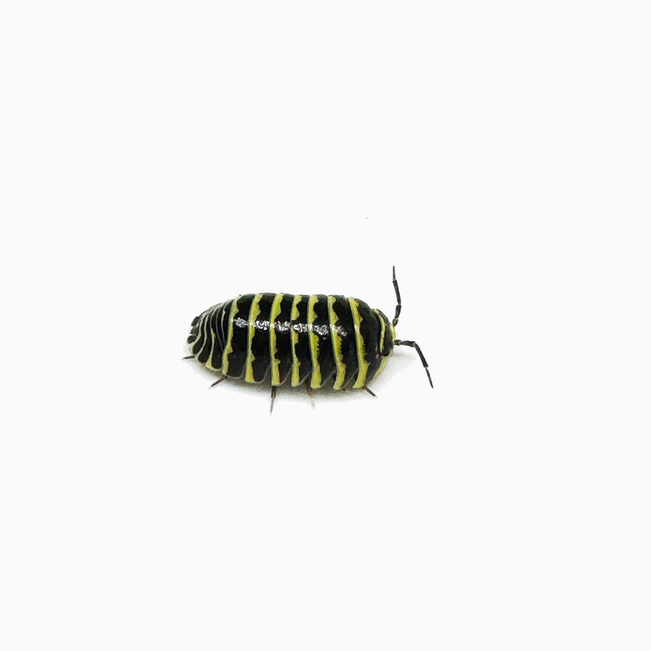 Armadillidium Maculatum "Yellow Zebra"