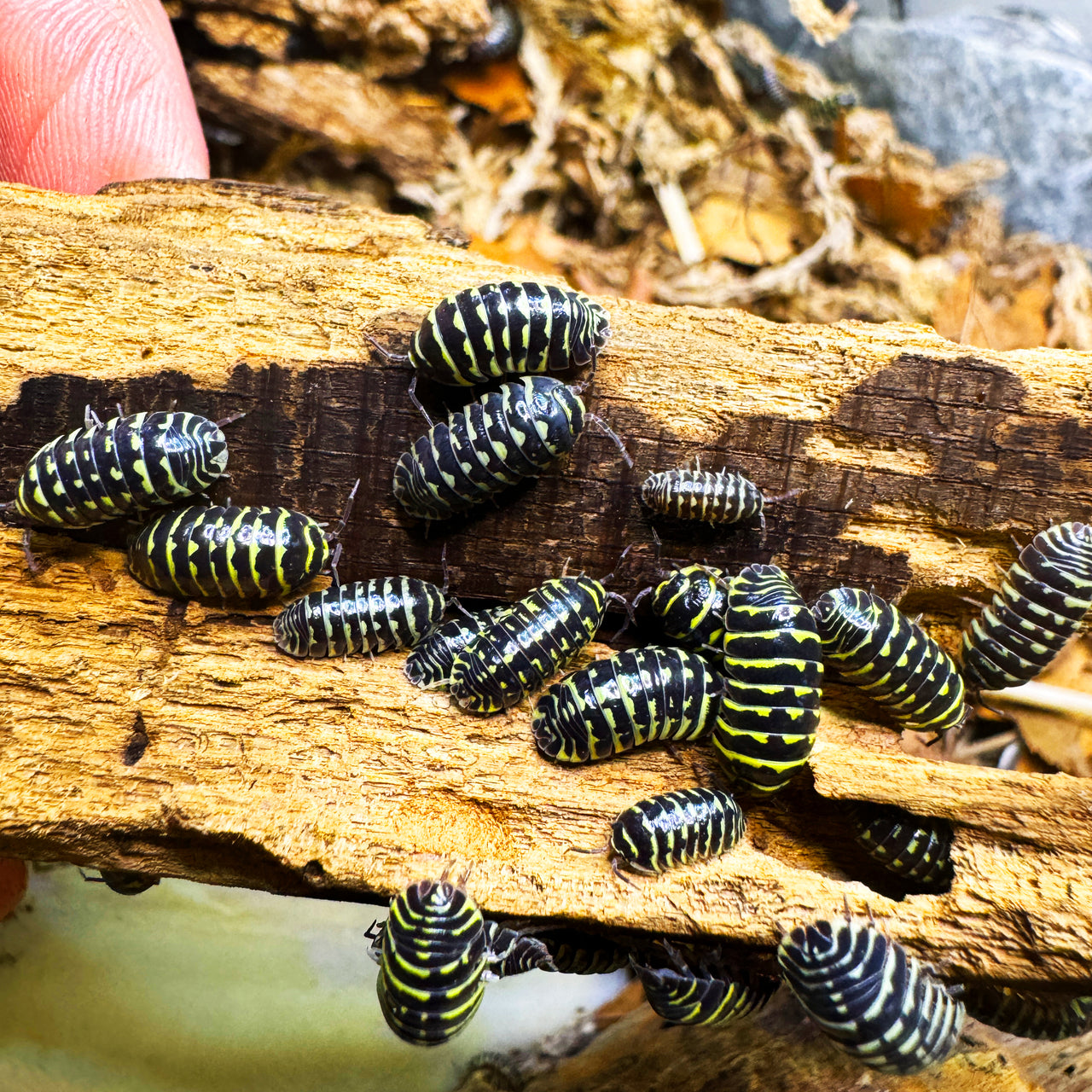 Armadillidium Maculatum "Yellow Zebra"