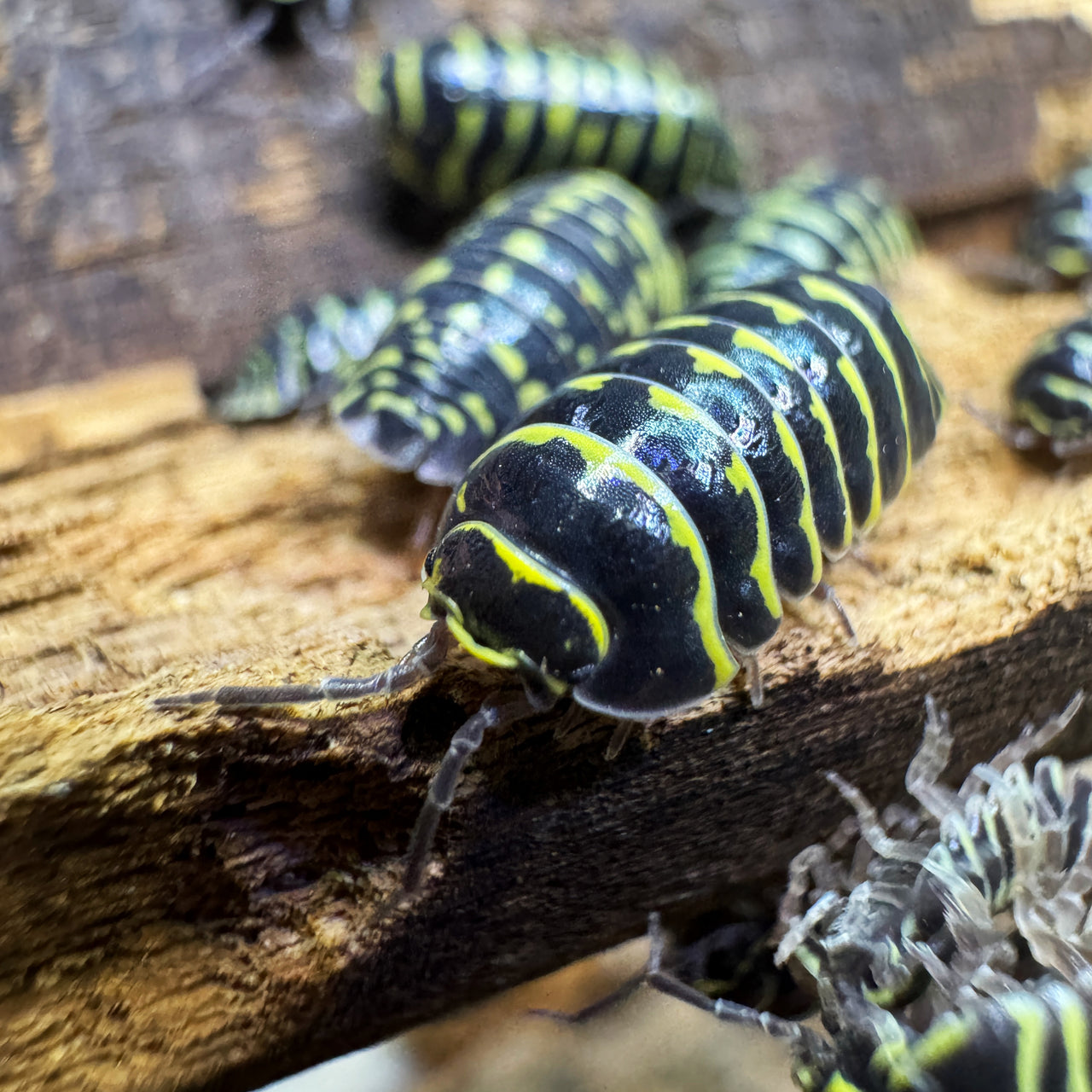 Armadillidium Maculatum "Yellow Zebra"