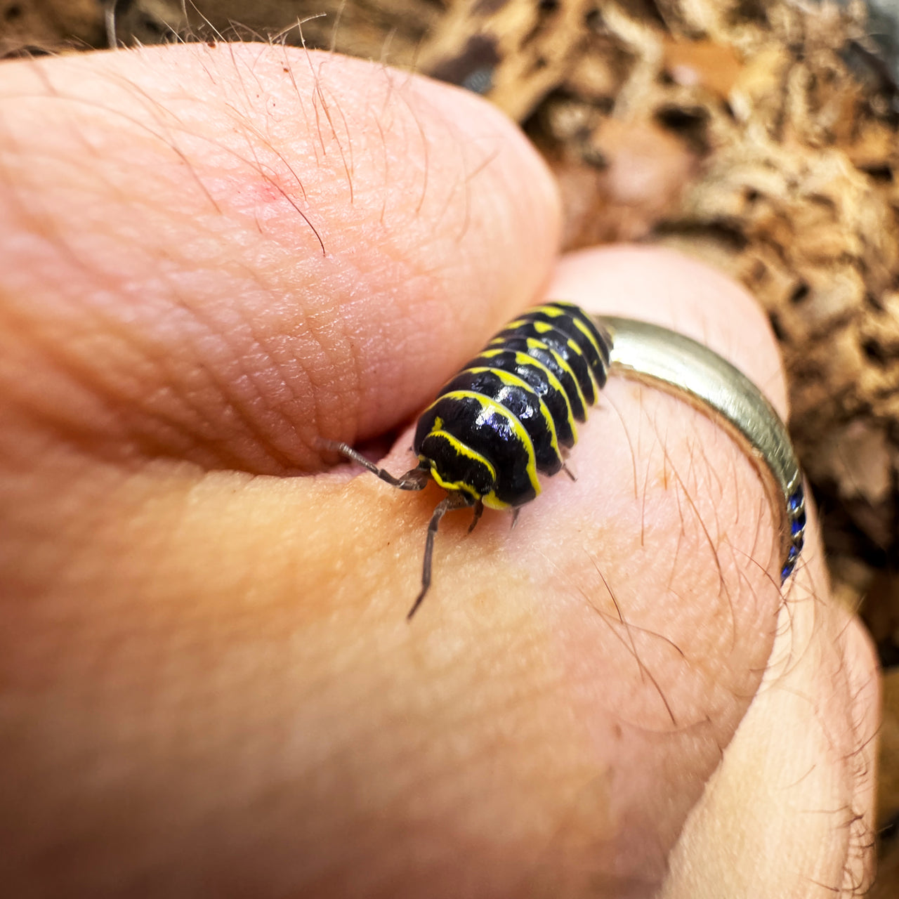 Armadillidium Maculatum "Yellow Zebra"