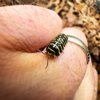 Thumbnail for Armadillidium Maculatum 