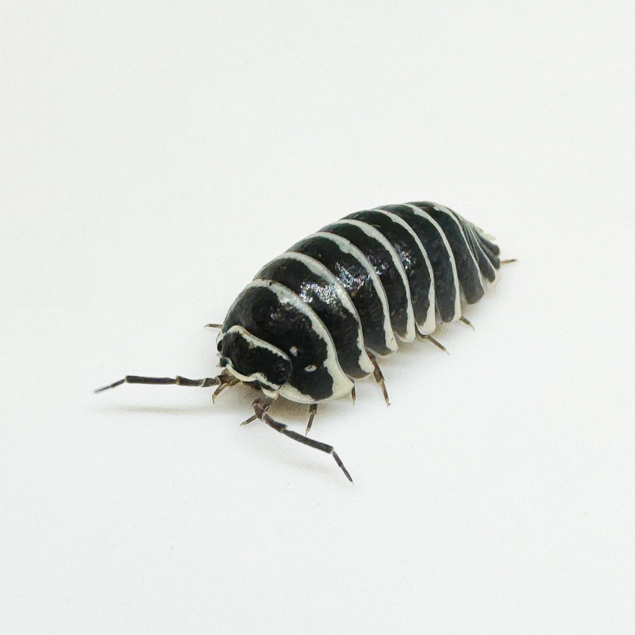 Armadillidium Maculatum "Zebra"