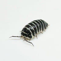 Thumbnail for Armadillidium Maculatum 