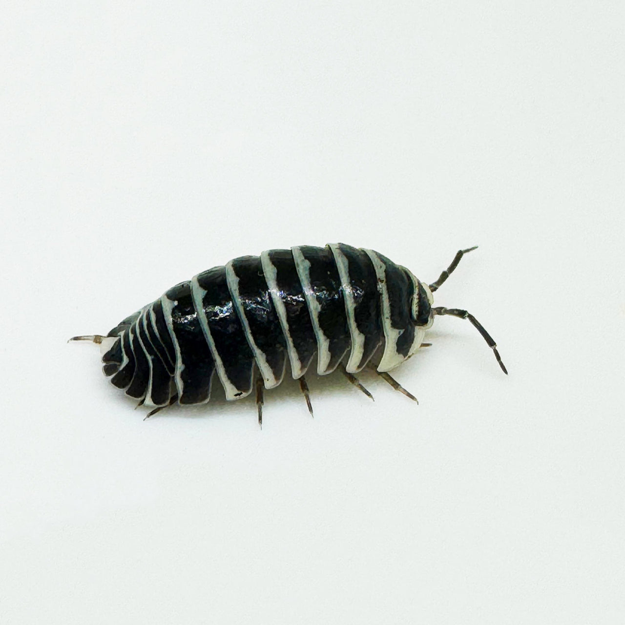 Armadillidium Maculatum "Zebra"