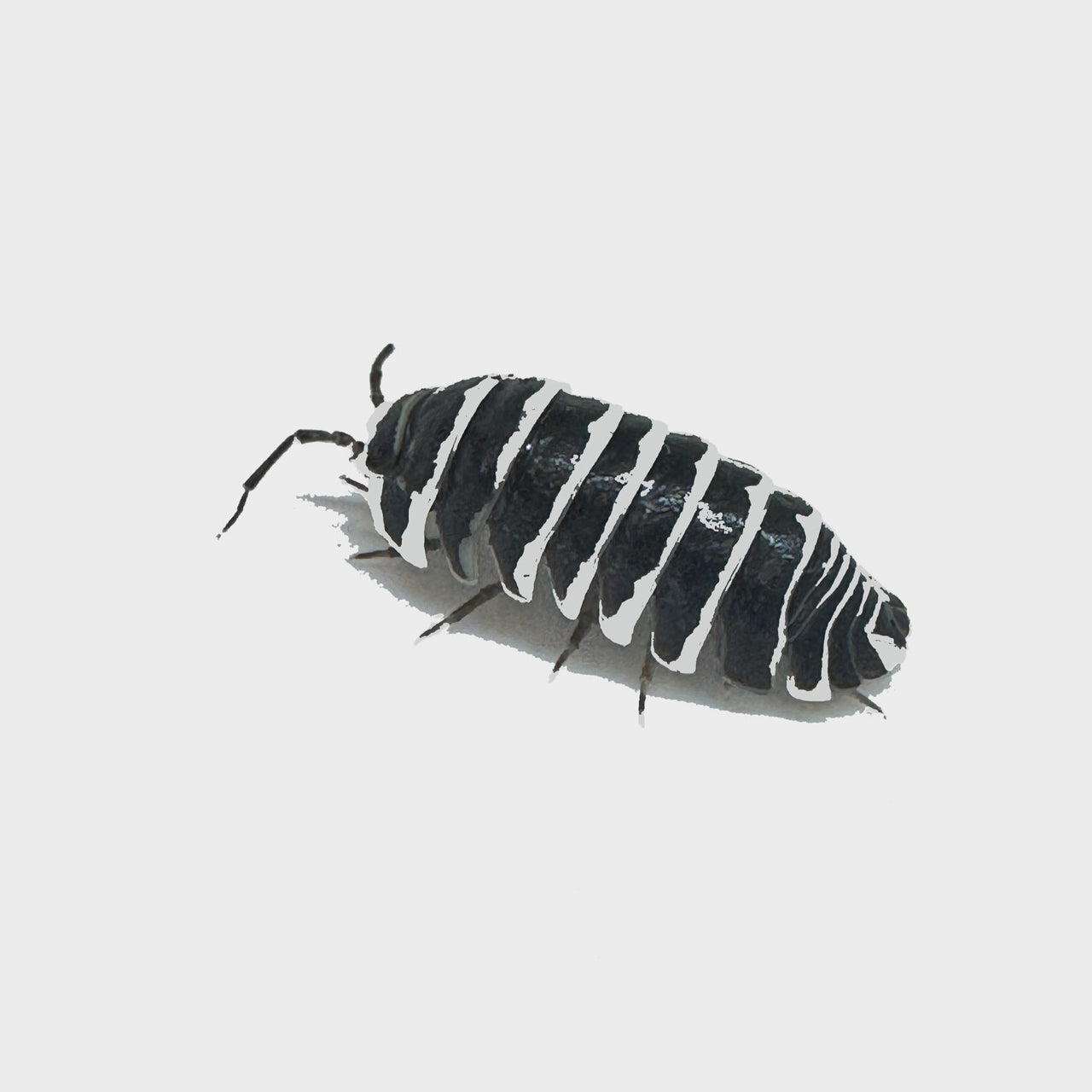 Armadillidium Maculatum "Zebra"