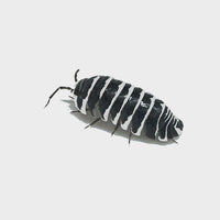 Thumbnail for Armadillidium Maculatum 