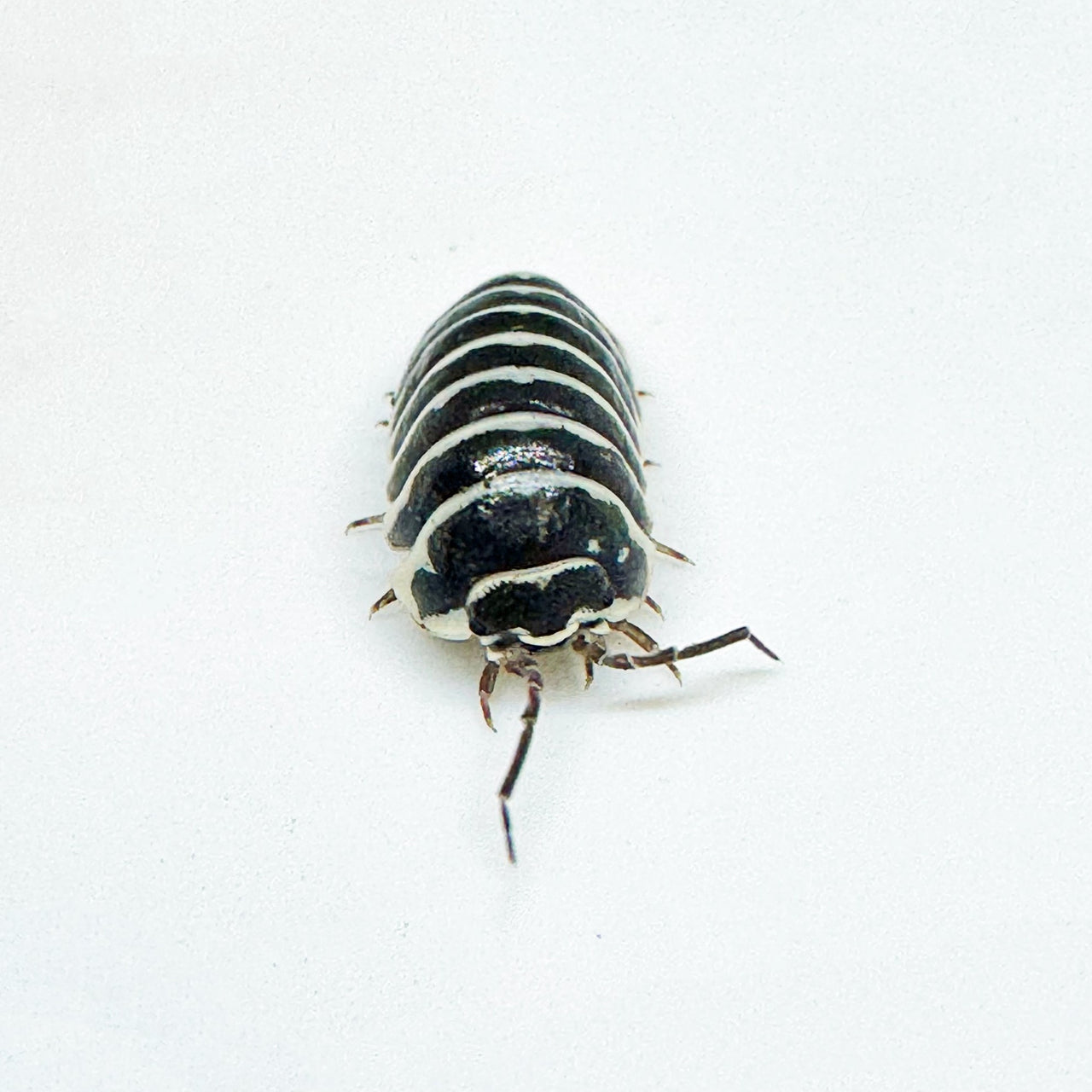 Armadillidium Maculatum "Zebra"