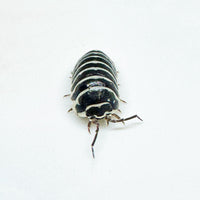 Thumbnail for Armadillidium Maculatum 