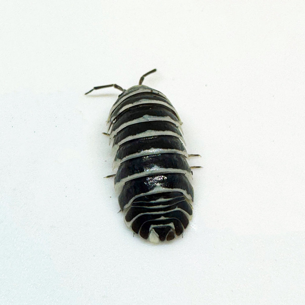 Armadillidium Maculatum "Zebra"