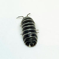 Thumbnail for Armadillidium Maculatum 