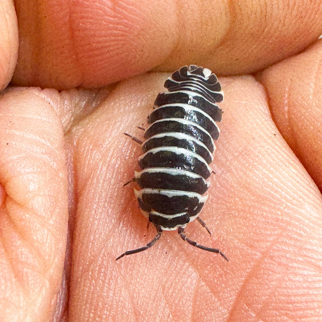 Armadillidium Maculatum "Zebra"