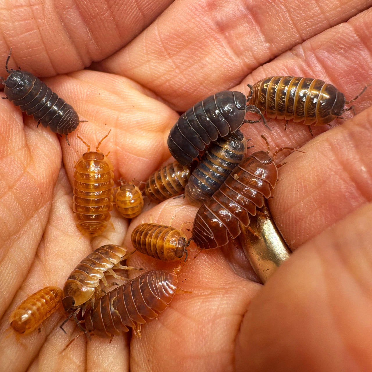 Armadillidium Vulgare "St Lucia"