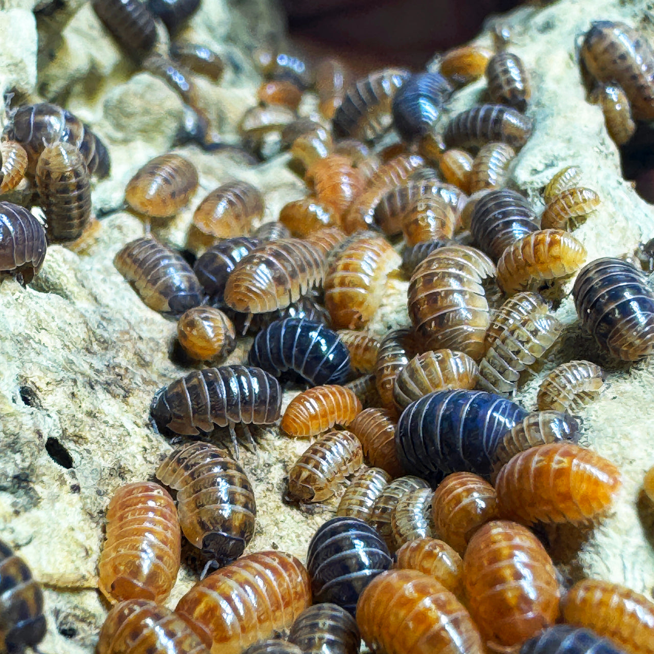 Armadillidium Vulgare "St Lucia"