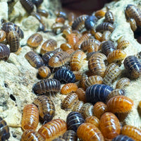 Thumbnail for Armadillidium Vulgare 