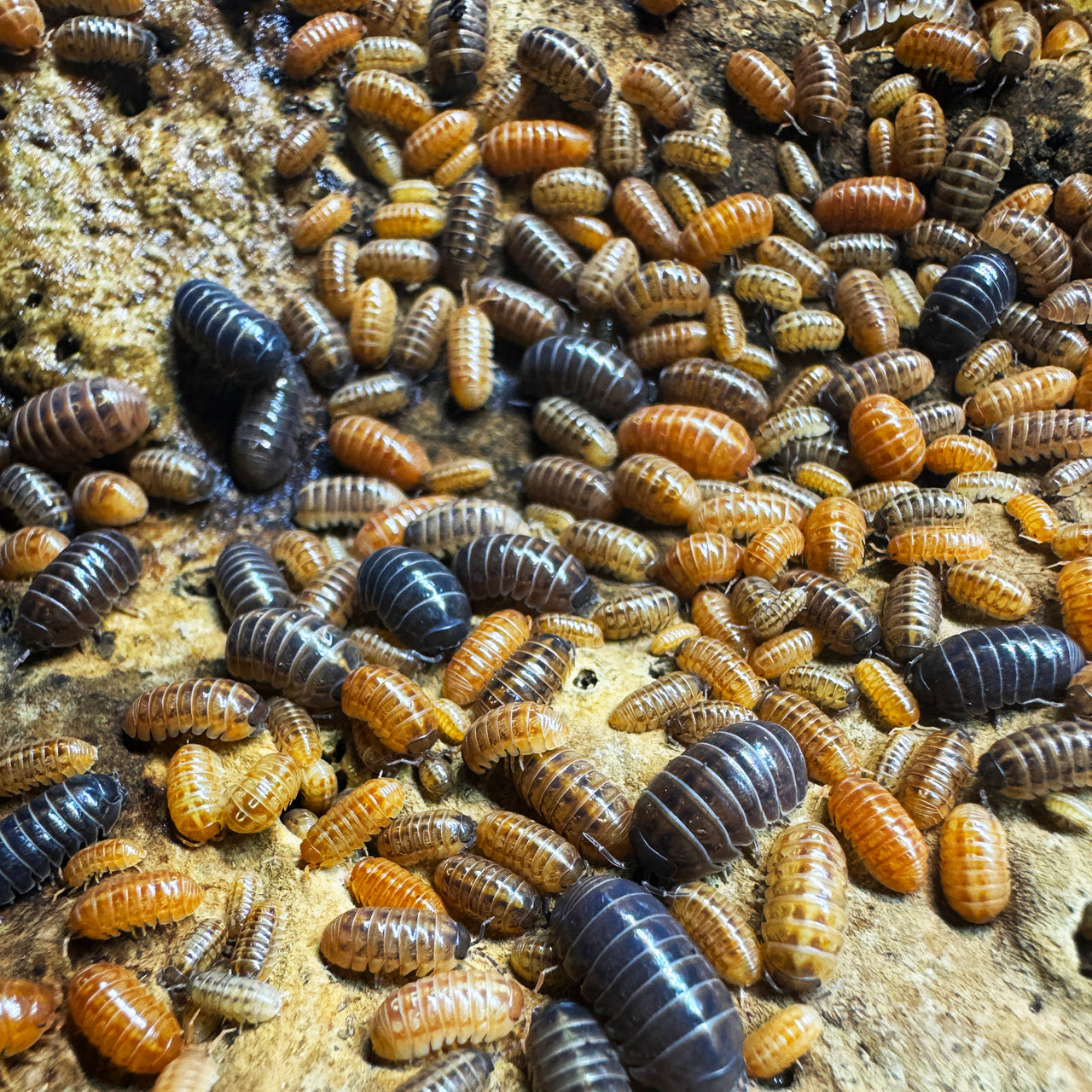 Armadillidium Vulgare "St Lucia"