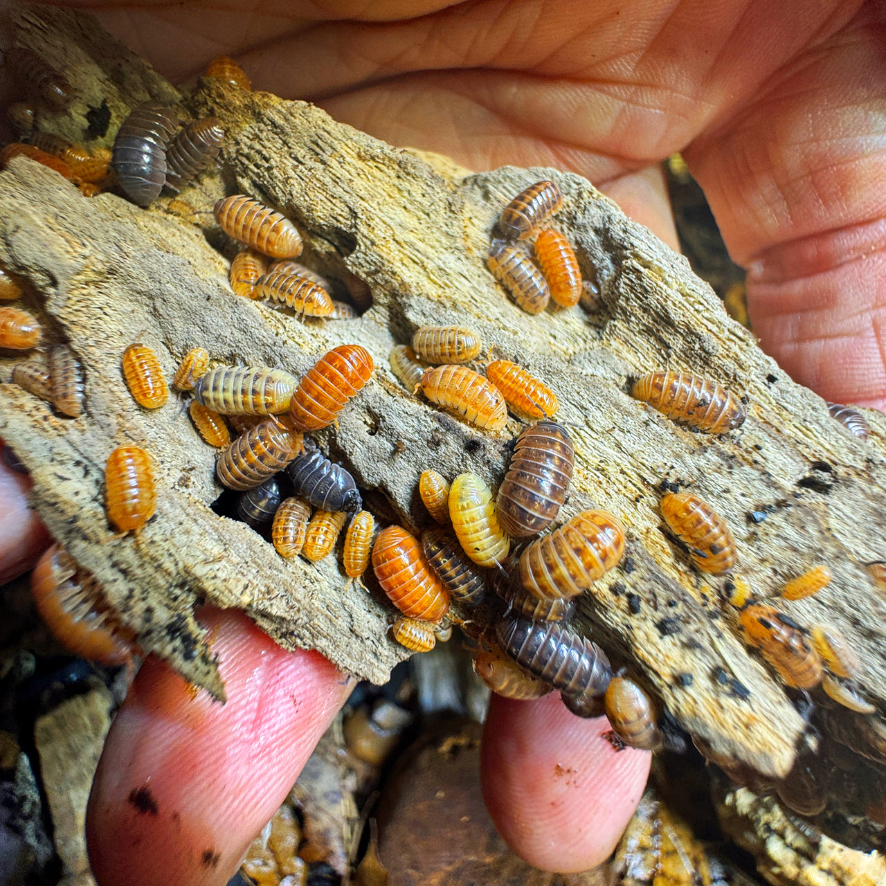 Armadillidium Vulgare "St Lucia"