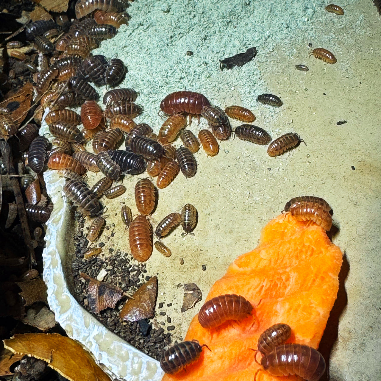 Armadillidium Vulgare "St Lucia"