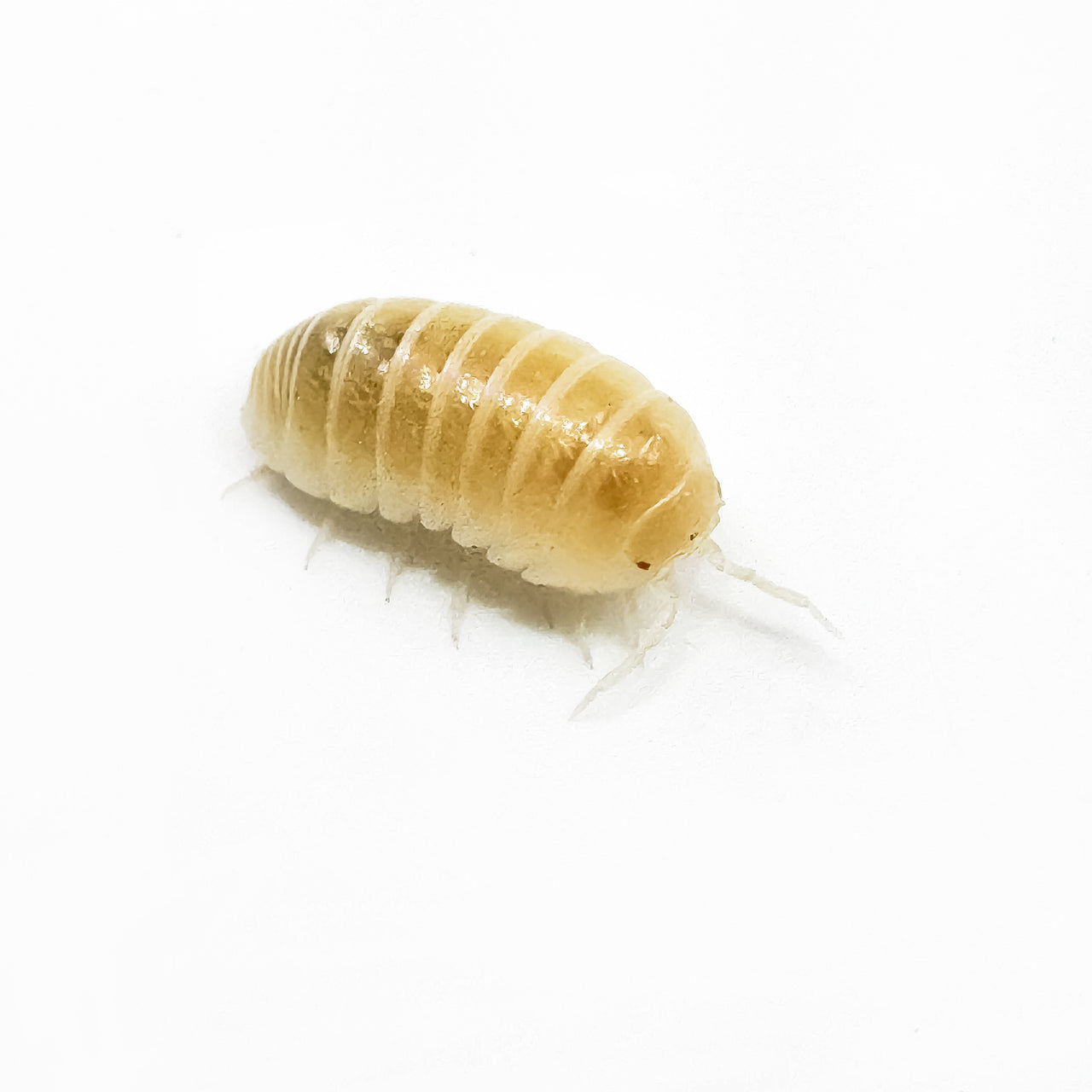 Armadillidium Vulgare "T Negative Albino"