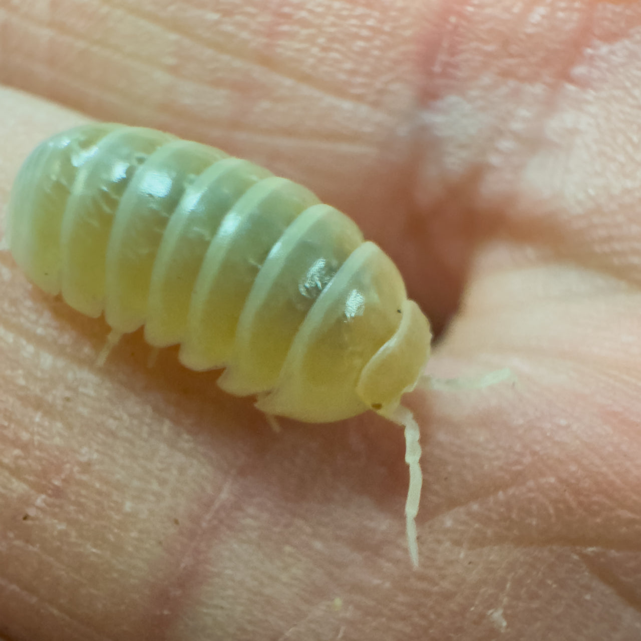 Armadillidium Vulgare "T Negative Albino"
