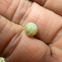 Thumbnail for Armadillidium Vulgare 