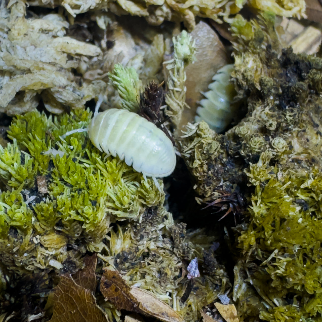 Armadillidium Vulgare "T Negative Albino"