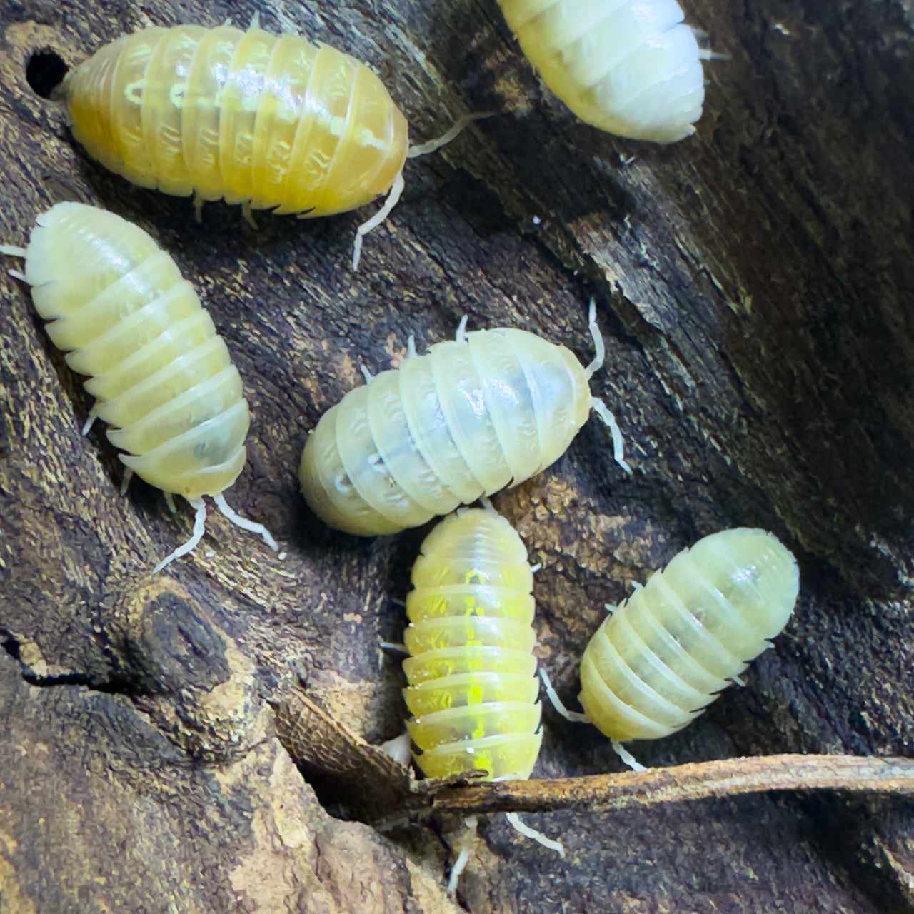 Armadillidium Vulgare "T Negative Albino"