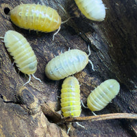 Thumbnail for Armadillidium Vulgare 