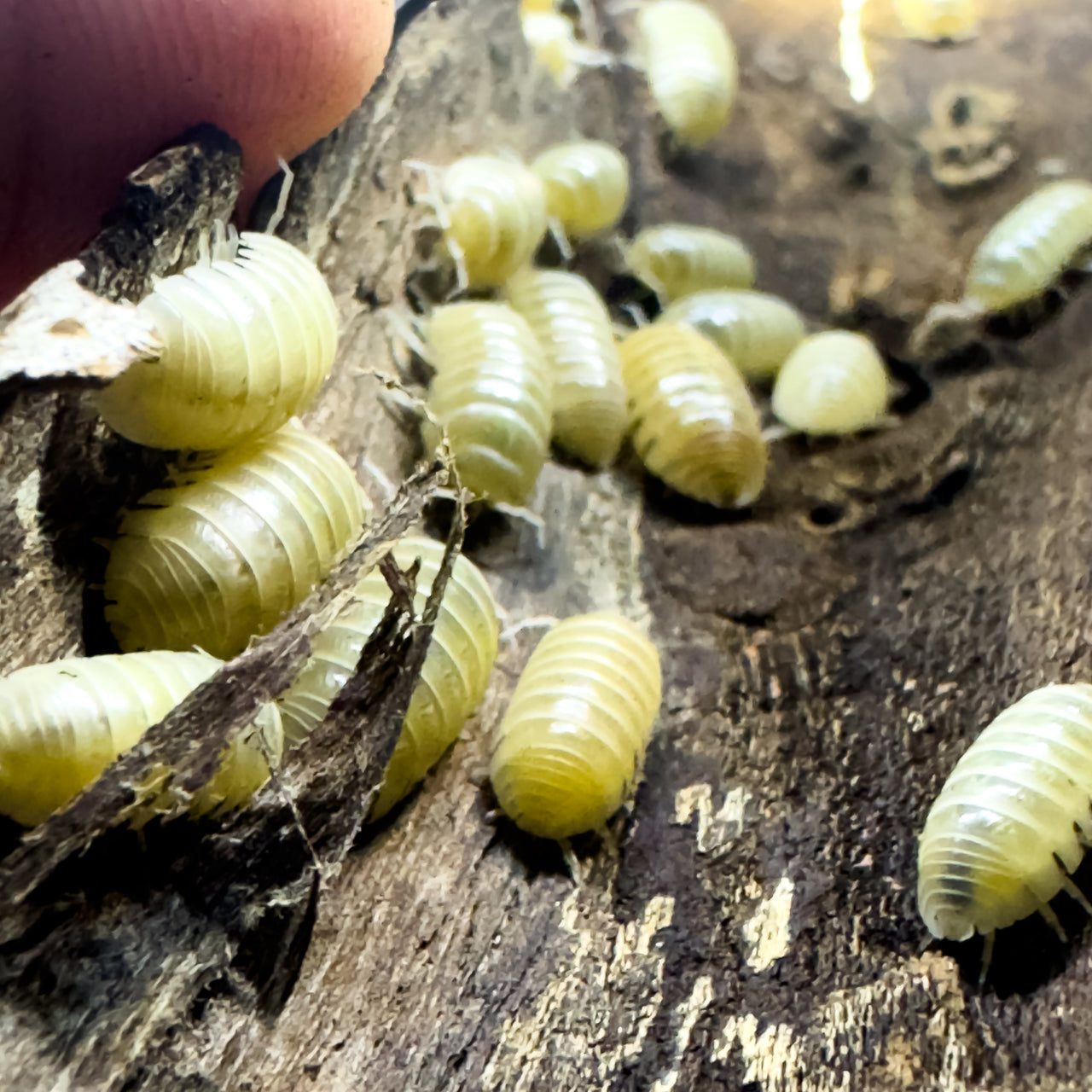 Armadillidium Vulgare "T Negative Albino"