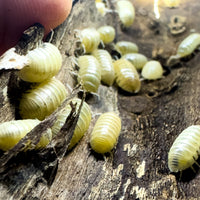 Thumbnail for Armadillidium Vulgare 