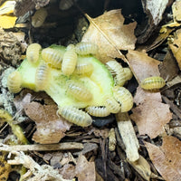 Thumbnail for Armadillidium Vulgare 