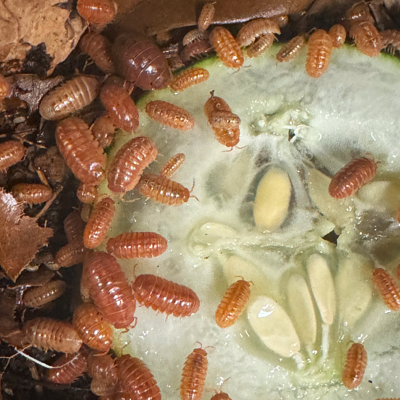 Armadillidium Vulgare "Tangerine"