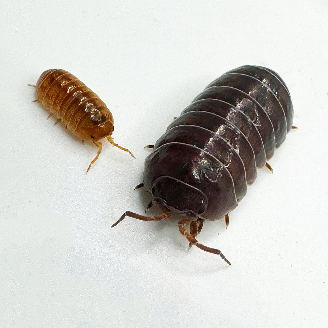 Armadillidium Vulgare "Tangerine"