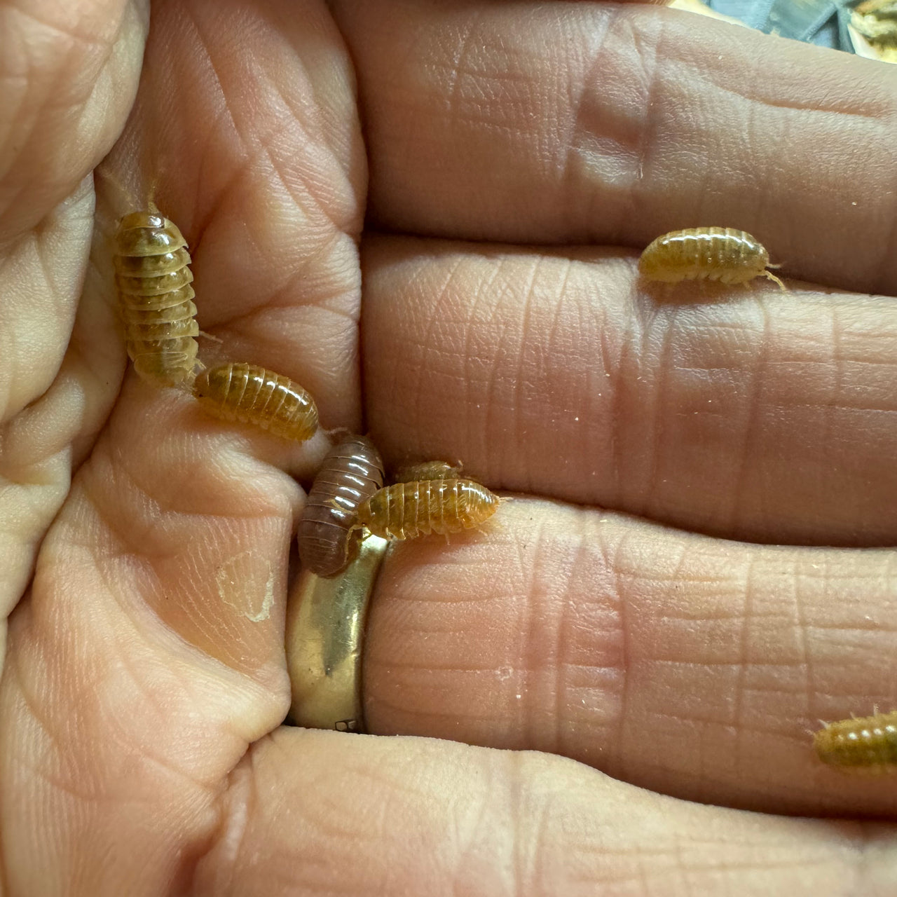 Armadillidium Vulgare "Tangerine"