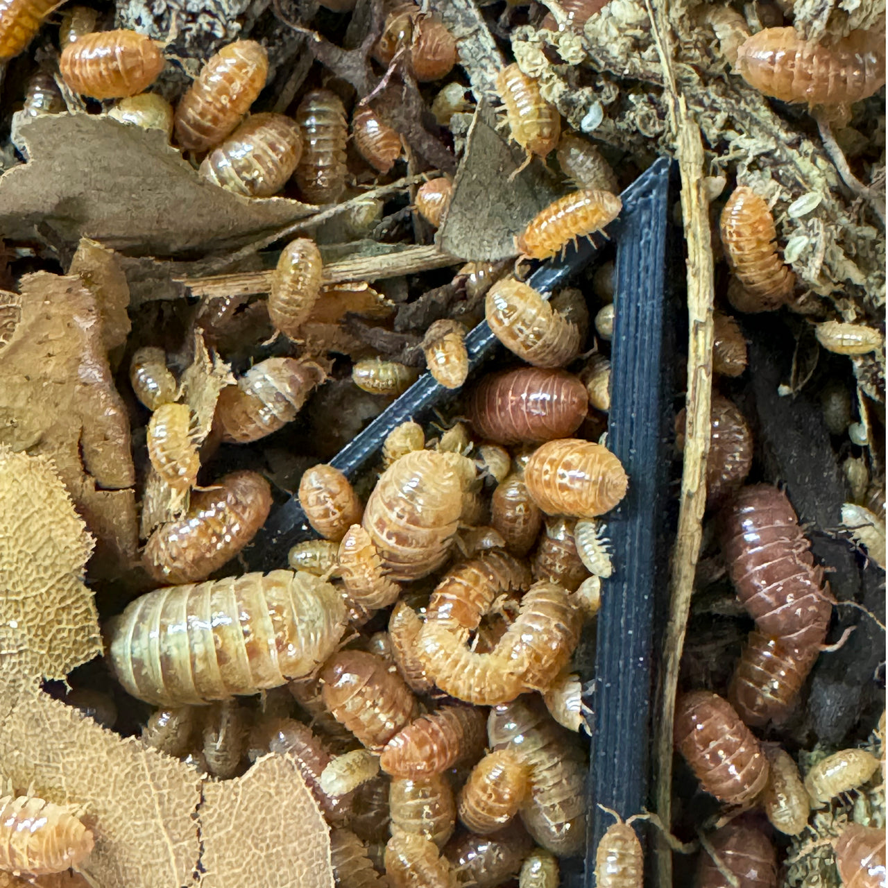 Armadillidium Vulgare "Tangerine"