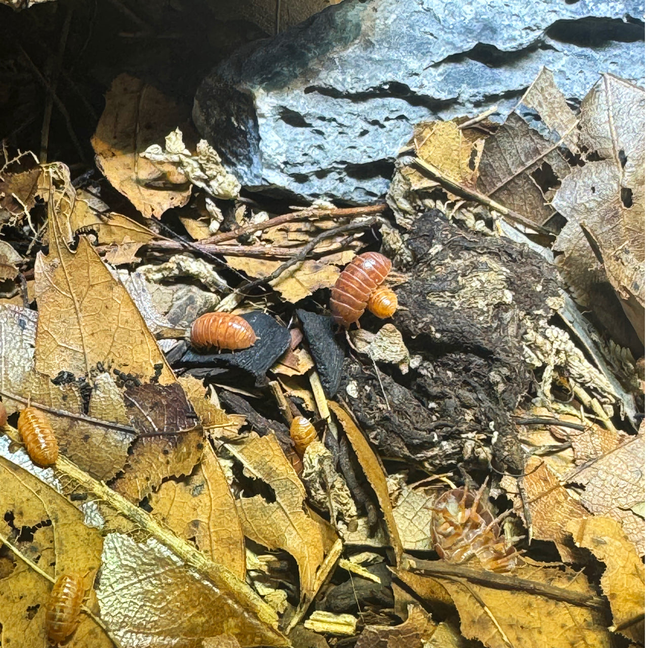 Armadillidium Vulgare "Tangerine"