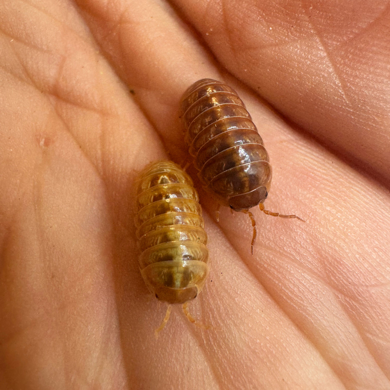 Armadillidium Vulgare "Tangerine"