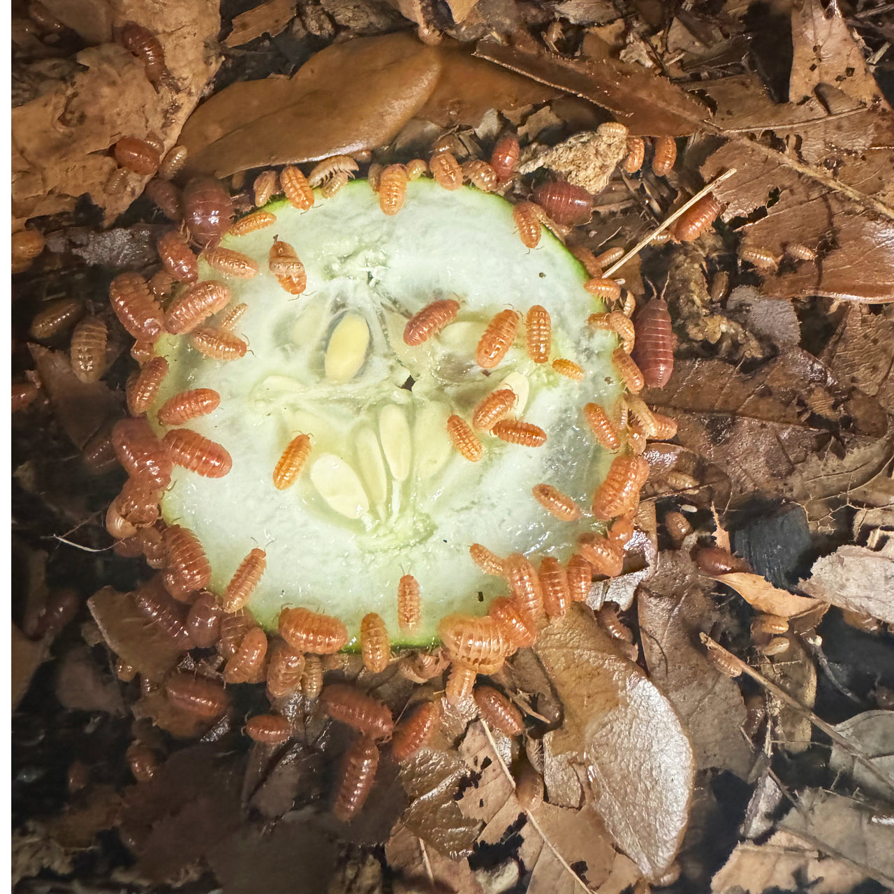 Armadillidium Vulgare "Tangerine"