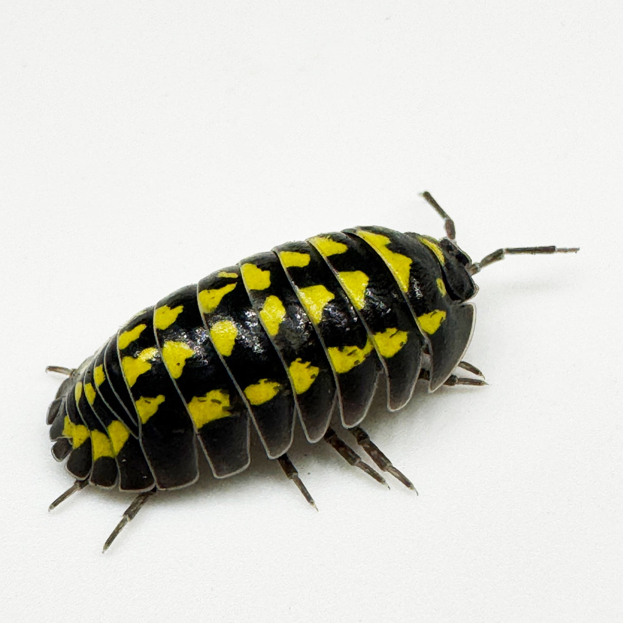 Armadillidium Gestroi