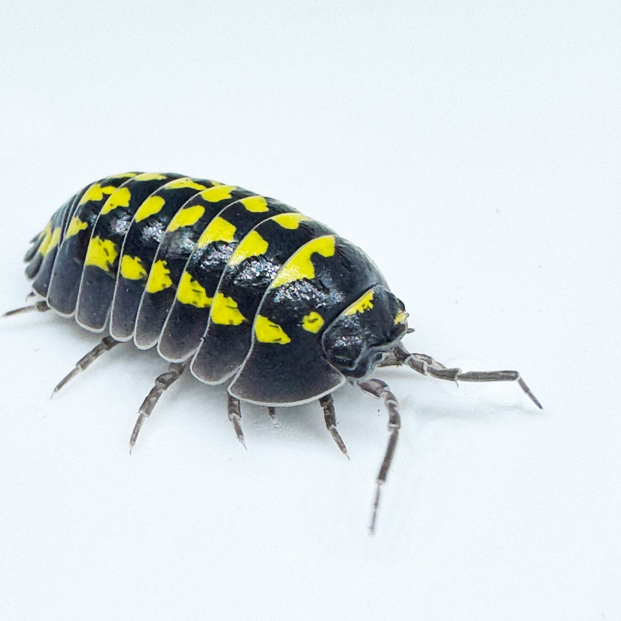 Armadillidium Gestroi