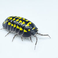 Thumbnail for Armadillidium Gestroi