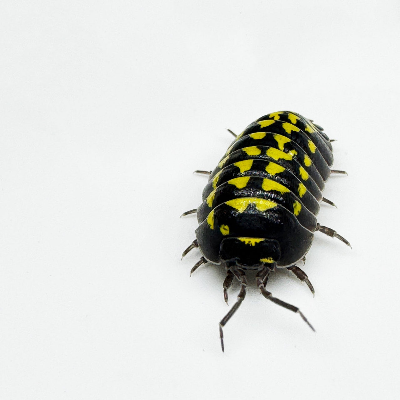 Armadillidium Gestroi