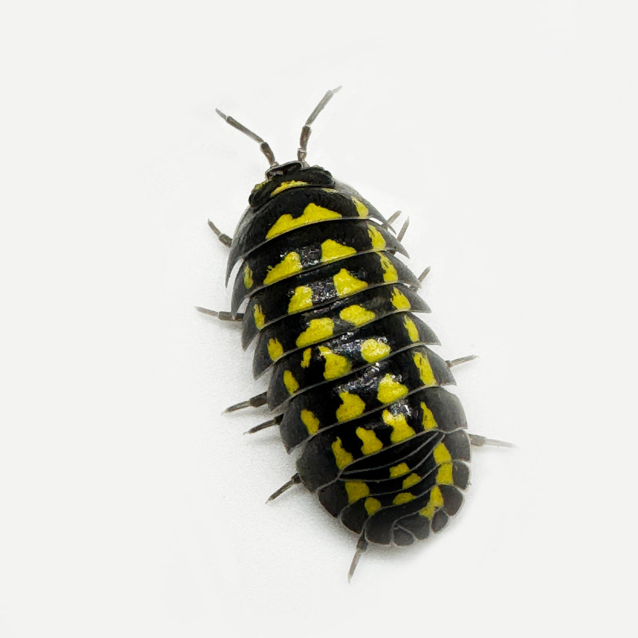 Armadillidium Gestroi