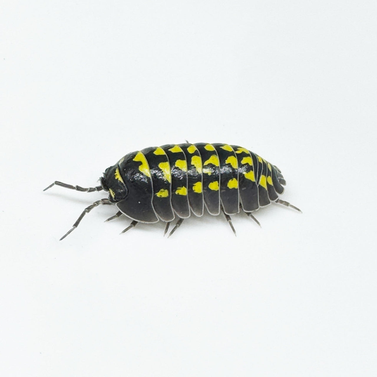 Armadillidium Gestroi