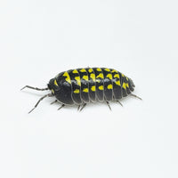 Thumbnail for Armadillidium Gestroi