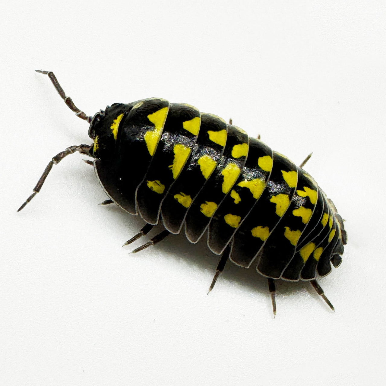 Armadillidium Gestroi