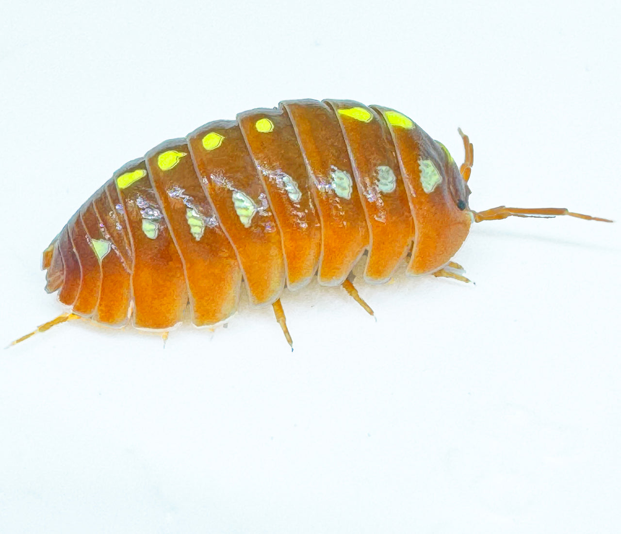 Armadillidium Klugii "Montenegro Orange"