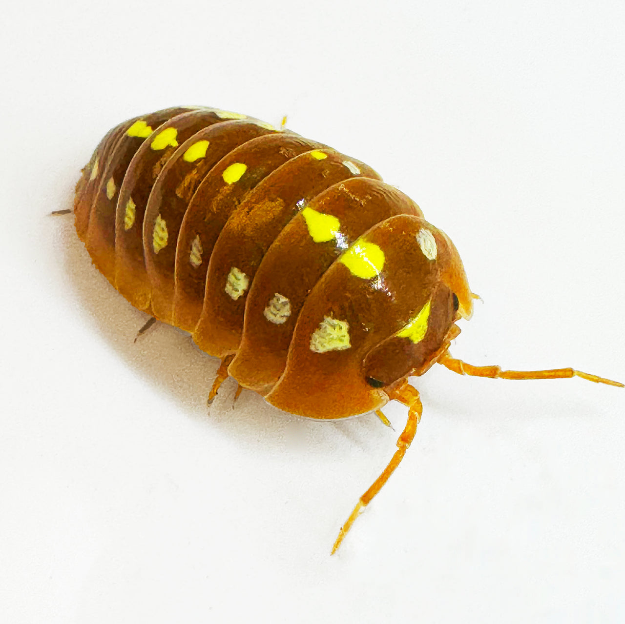 Armadillidium Klugii "Montenegro Orange"